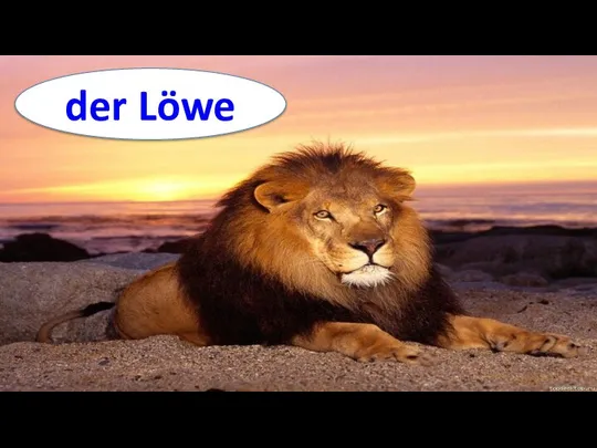 der Löwe