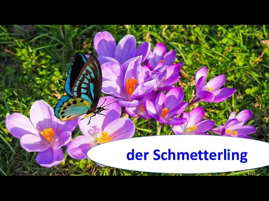 der Schmetterling