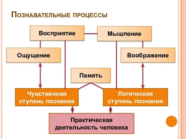 Познавательные процессы Восприятие Мышление Ощущение Воображение Память Чувственная ступень познания Логическая ступень познания Практическая деятельность человека