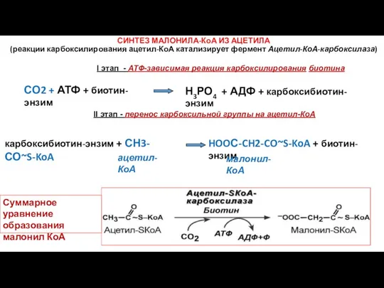 СИНТЕЗ МАЛОНИЛА-КоА ИЗ АЦЕТИЛА (реакции карбоксилирования ацетил-КоА катализирует фермент Ацетил-КоА-карбоксилаза) СО2