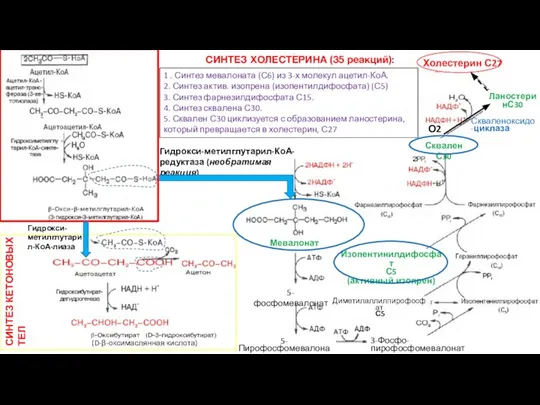 Гидрокси-метилглутарил-КоА-редуктаза (необратимая реакция) СИНТЕЗ ХОЛЕСТЕРИНА (35 реакций): Скваленоксидо-циклаза 1 . Синтез