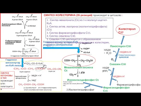 СИНТЕЗ ХОЛЕСТЕРИНА (35 реакций) происходит в цитозоле : СИНТЕЗ КЕТОНОВЫХ ТЕЛ