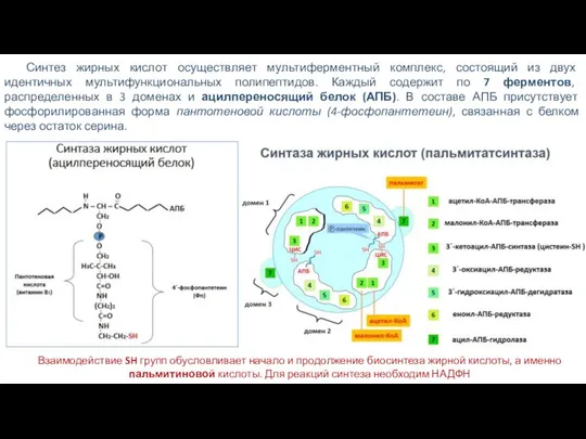 Синтез жирных кислот осуществляет мультиферментный комплекс, состоящий из двух идентичных мультифункциональных