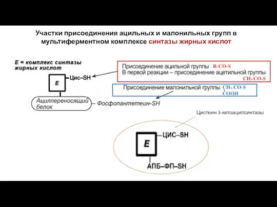 Участки присоединения ацильных и малонильных групп в мультиферментном комплексе синтазы жирных