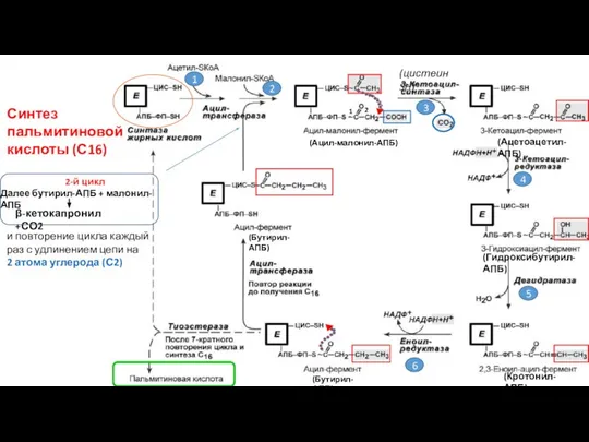 Синтез пальмитиновой кислоты (С16) 1 2 3 4 5 6 (Кротонил-АПБ)