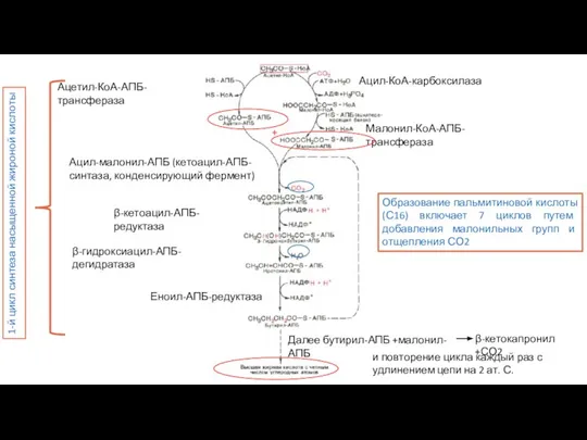 Ацетил-КоА-АПБ-трансфераза Малонил-КоА-АПБ-трансфераза Ацил-КоА-карбоксилаза + Ацил-малонил-АПБ (кетоацил-АПБ-синтаза, конденсирующий фермент) β-кетоацил-АПБ-редуктаза β-гидроксиацил-АПБ-дегидратаза Еноил-АПБ-редуктаза