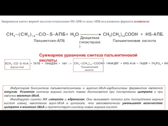 Завершается синтез жирной кислоты отщеплением HS-АПБ от ацил-АПБ под влиянием фермента