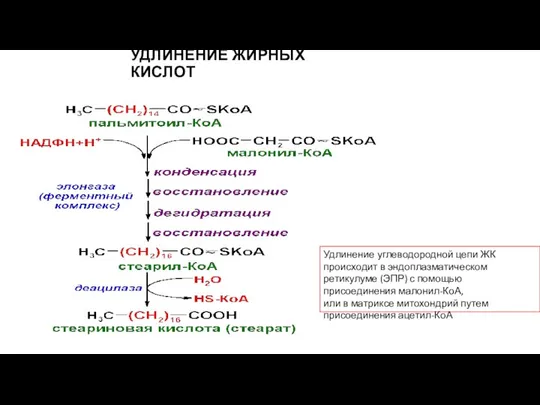 УДЛИНЕНИЕ ЖИРНЫХ КИСЛОТ Удлинение углеводородной цепи ЖК происходит в эндоплазматическом ретикулуме