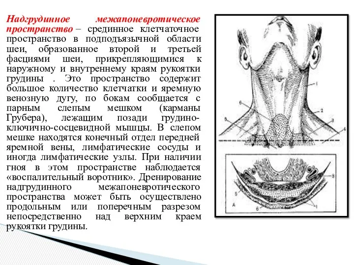 Надгрудинное межапоневротическое пространство – срединное клетчаточное пространство в подподъязычной области шеи,