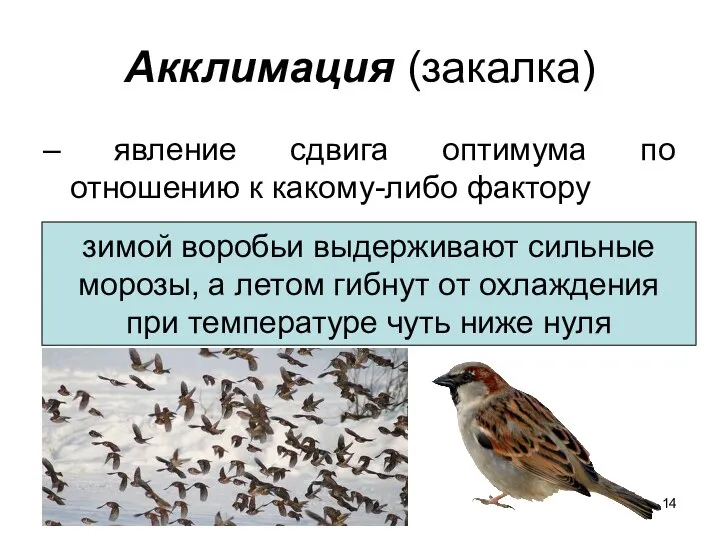 Акклимация (закалка) – явление сдвига оптимума по отношению к какому-либо фактору