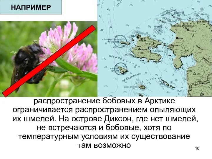 распространение бобовых в Арктике ограничивается распространением опыляющих их шмелей. На острове