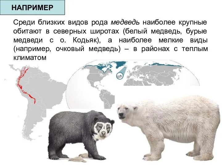 Среди близких видов рода медведь наиболее крупные обитают в северных широтах