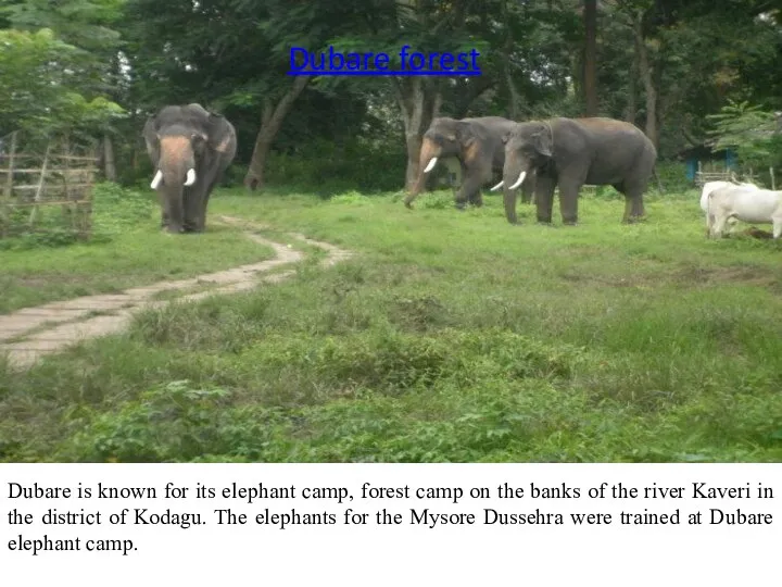 Shankar Falls Dubare is known for its elephant camp, forest camp