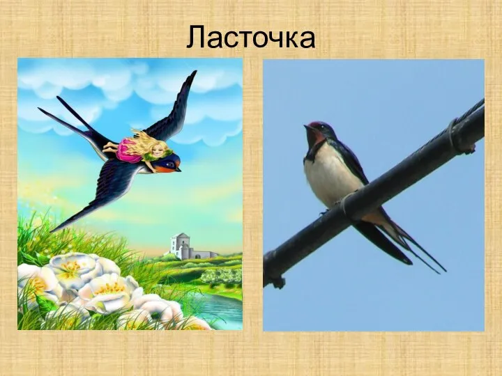 Ласточка