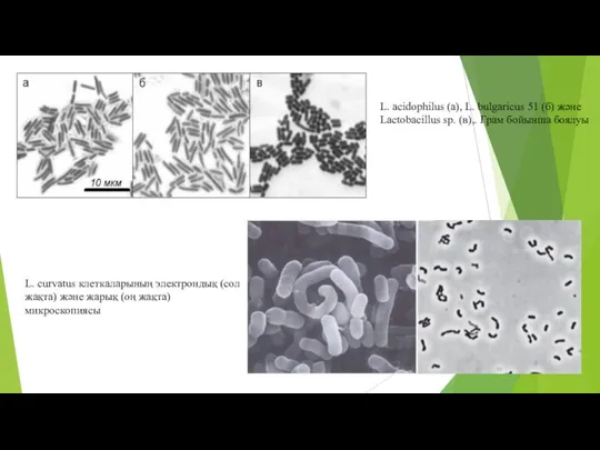 L. acidophilus (а), L. bulgaricus 51 (б) және Lactobacillus sp. (в),.