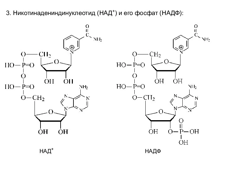 3. Никотинадениндинуклеотид (НАД+) и его фосфат (НАДФ): НАД+ НАДФ