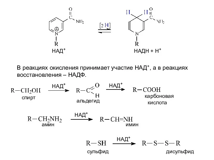 В реакциях окисления принимает участие НАД+, а в реакциях восстановления –