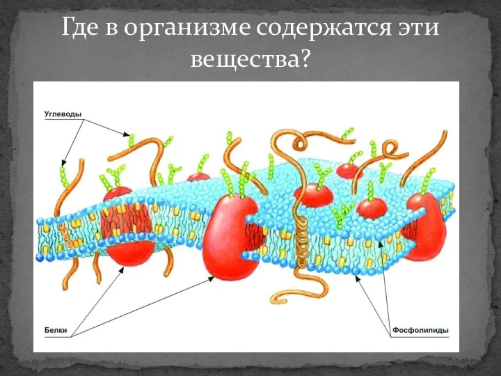 Где в организме содержатся эти вещества?