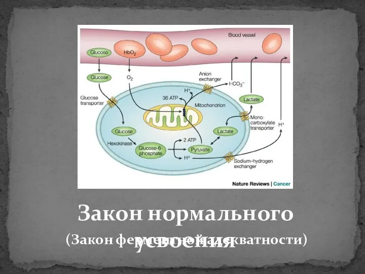 Закон нормального усвоения (Закон ферментной адекватности)