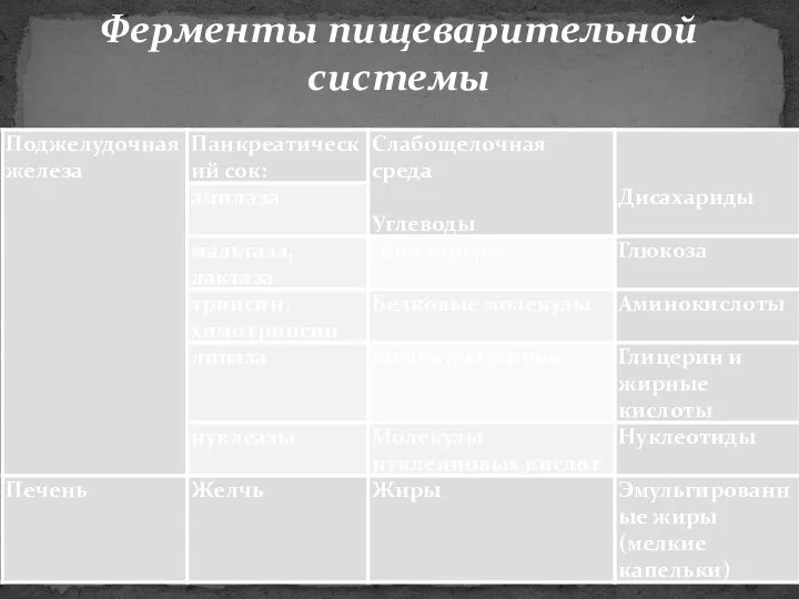 Ферменты пищеварительной системы