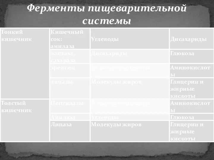 Ферменты пищеварительной системы