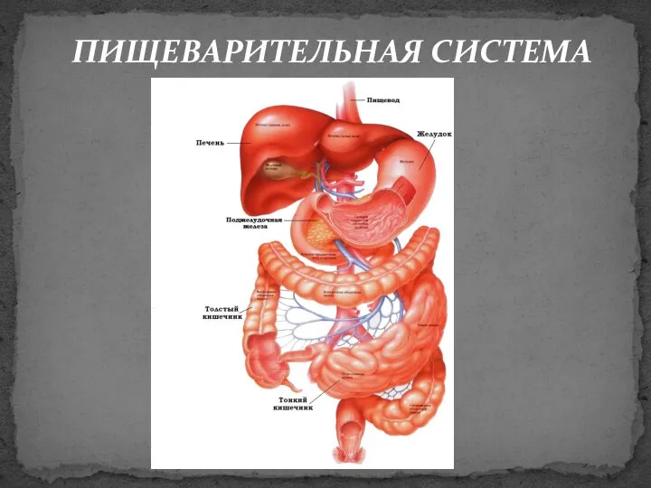 ПИЩЕВАРИТЕЛЬНАЯ СИСТЕМА