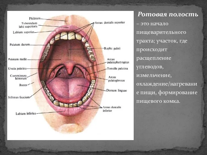 Ротовая полость – это начало пищеварительного тракта; участок, где происходит расщепление