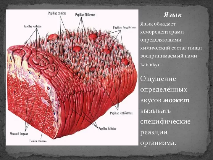 Язык Язык обладает хеморецепторами определяющими химический состав пищи воспринимаемый нами как