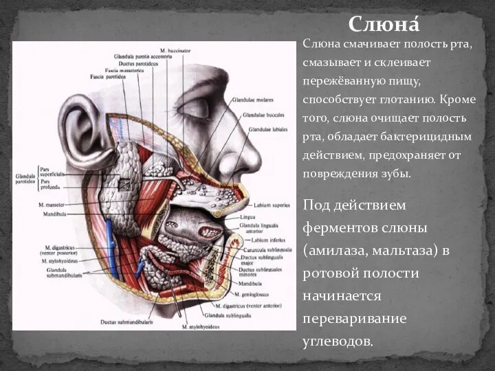 Слюна смачивает полость рта, смазывает и склеивает пережёванную пищу, способствует глотанию.