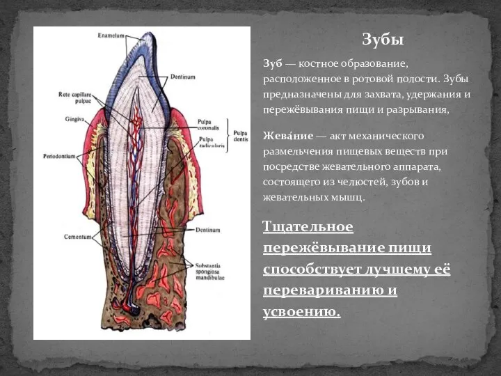 Зуб — костное образование, расположенное в ротовой полости. Зубы предназначены для