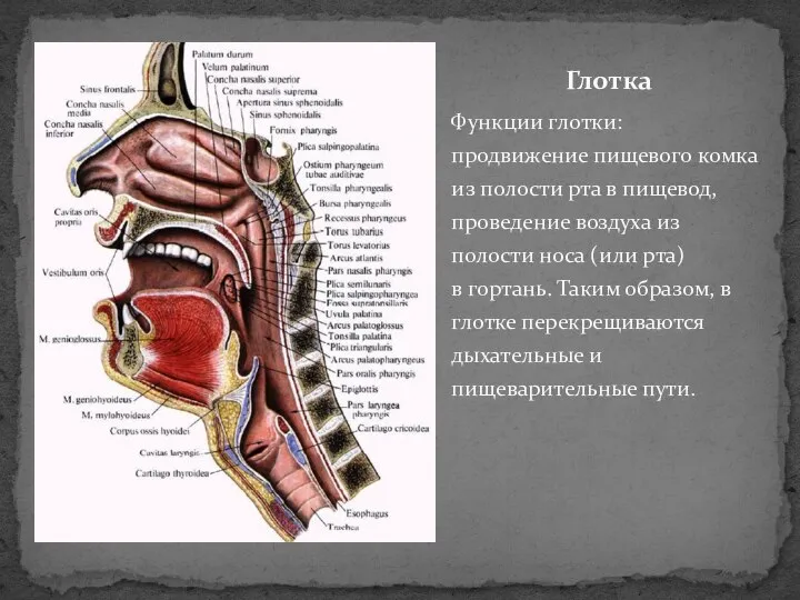 Функции глотки: продвижение пищевого комка из полости рта в пищевод, проведение