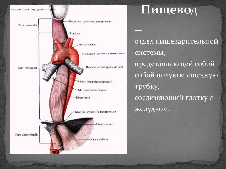 — отдел пищеварительной системы, представляющей собой собой полую мышечную трубку, соединяющий глотку с желудком. Пищевод