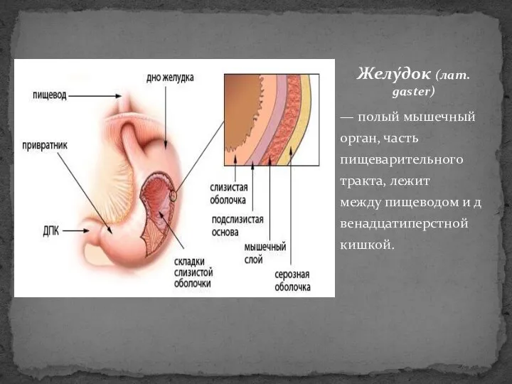 — полый мышечный орган, часть пищеварительного тракта, лежит между пищеводом и двенадцатиперстной кишкой. Желу́док (лат. gaster)