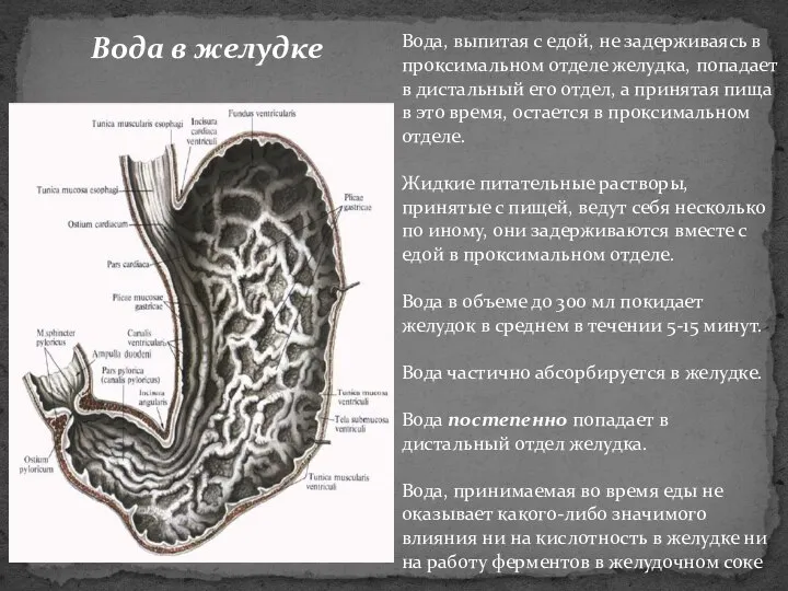 Вода, выпитая с едой, не задерживаясь в проксимальном отделе желудка, попадает