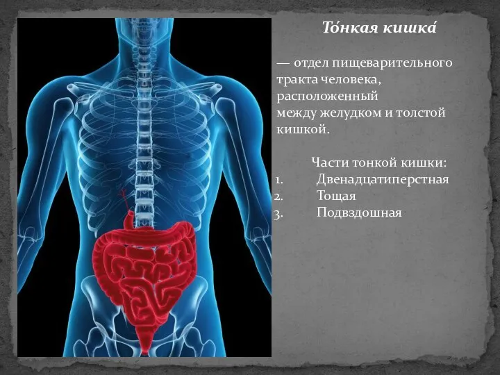 То́нкая кишка́ — отдел пищеварительного тракта человека, расположенный между желудком и