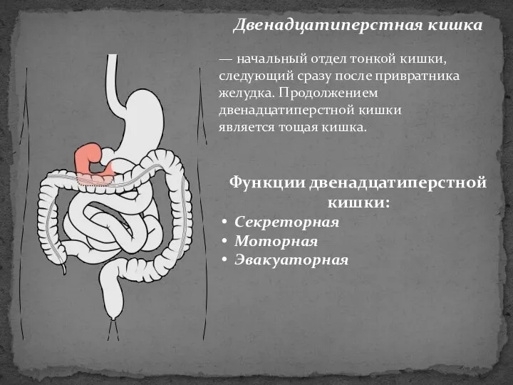 Двенадцатиперстная кишка — начальный отдел тонкой кишки, следующий сразу после привратника