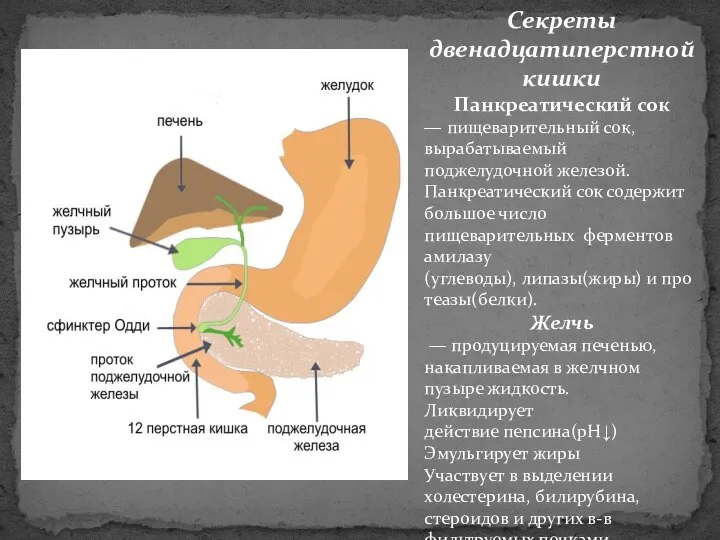 Секреты двенадцатиперстной кишки Панкреатический сок — пищеварительный сок, вырабатываемый поджелудочной железой.