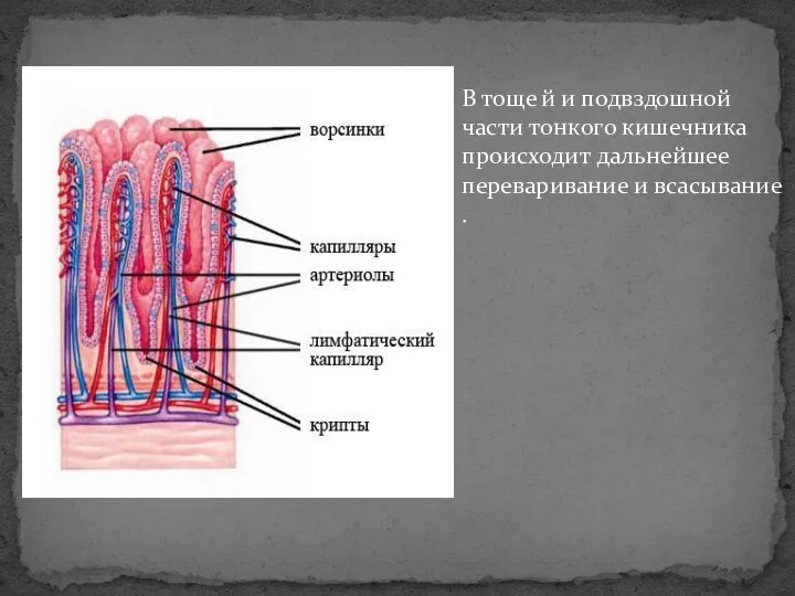 В тоще й и подвздошной части тонкого кишечника происходит дальнейшее переваривание и всасывание .