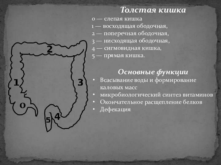 Толстая кишка 0 — слепая кишка 1 — восходящая ободочная, 2