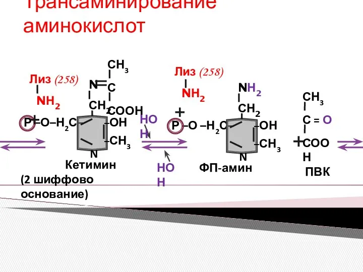 Трансаминирование аминокислот НОН НОН