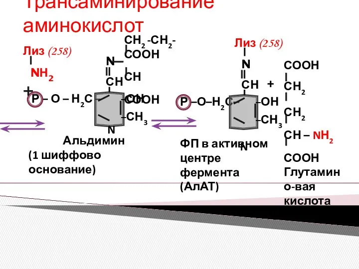 Трансаминирование аминокислот