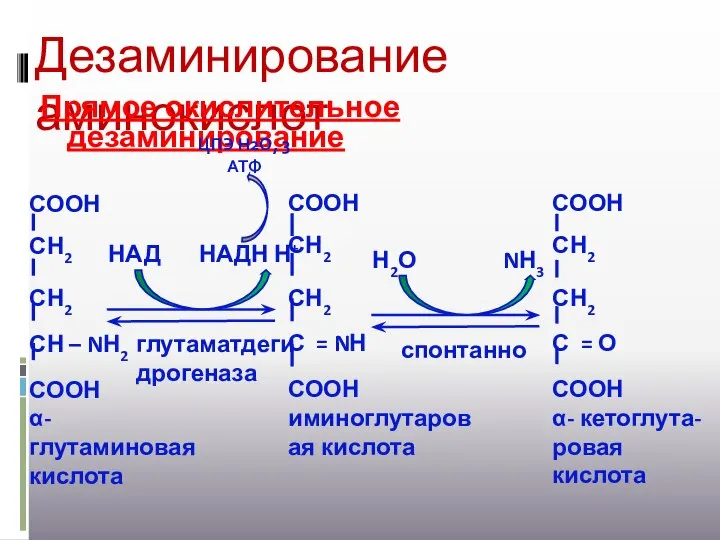 Дезаминирование аминокислот Прямое окислительное дезаминирование глутаматдегидрогеназа НАД НАДН Н+ спонтанно Н2О NН3 ЦПЭ Н2О, 3 АТФ