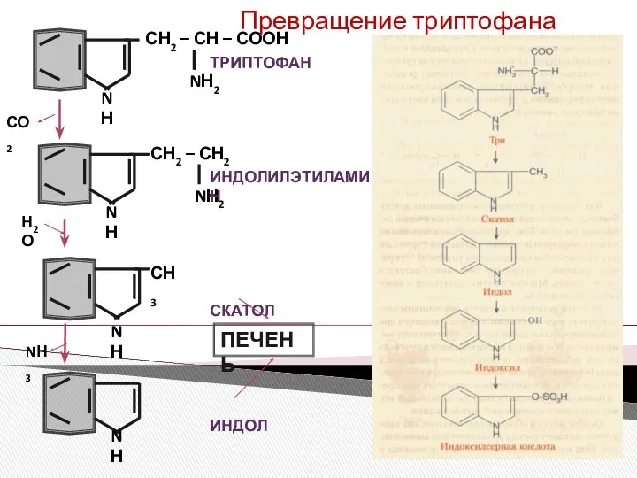 СН2 – СН2 NН2 СН2 – СН – СООН NН2 СН3