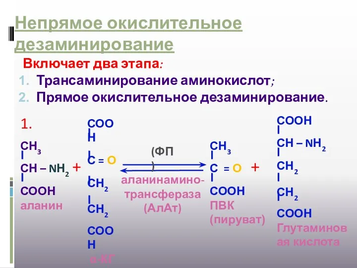 Непрямое окислительное дезаминирование Включает два этапа: Трансаминирование аминокислот; Прямое окислительное дезаминирование.