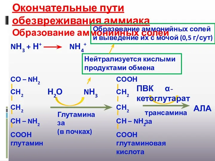 Окончательные пути обезвреживания аммиака Образование аммонийных солей Глутаминаза (в почках) Н2О