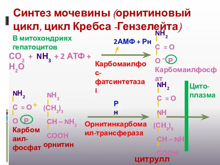 Синтез мочевины (орнитиновый цикл, цикл Кребса -Гензелейта) В митохондриях гепатоцитов СО2