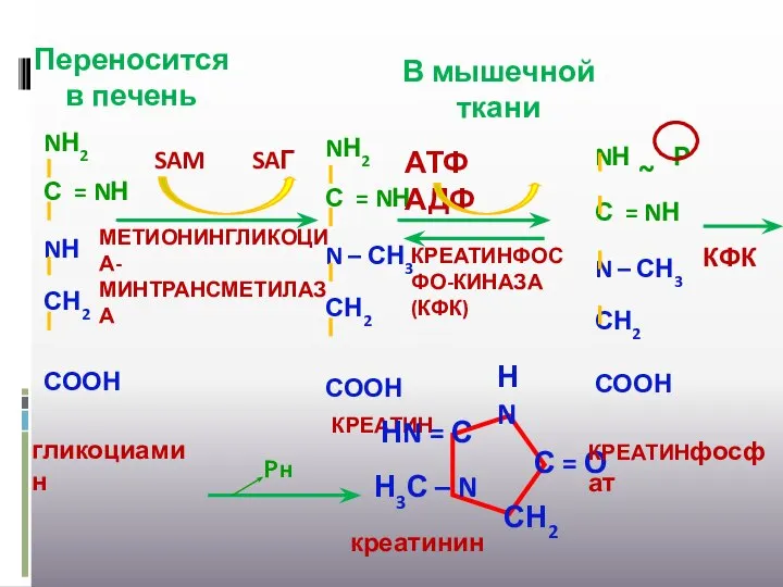 Переносится в печень SAM SAГ МЕТИОНИНГЛИКОЦИА-МИНТРАНСМЕТИЛАЗА АТФ АДФ КРЕАТИНФОСФО-КИНАЗА (КФК) КФК В мышечной ткани Рн