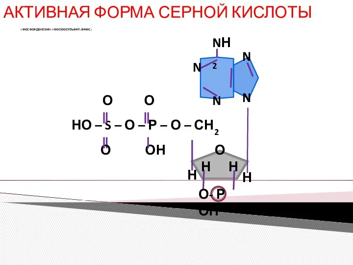 АКТИВНАЯ ФОРМА СЕРНОЙ КИСЛОТЫ 3-ФОСФОАДЕНОЗИН-5-ФОСФОСУЛЬФАТ (ФАФС)