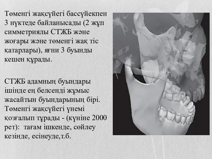 Төменгі жақсүйегі бассүйекпен 3 нүктеде байланысады (2 жұп симметриялы СТЖБ және