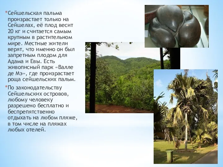 Сейшельская пальма произрастает только на Сейшелах, её плод весит 20 кг